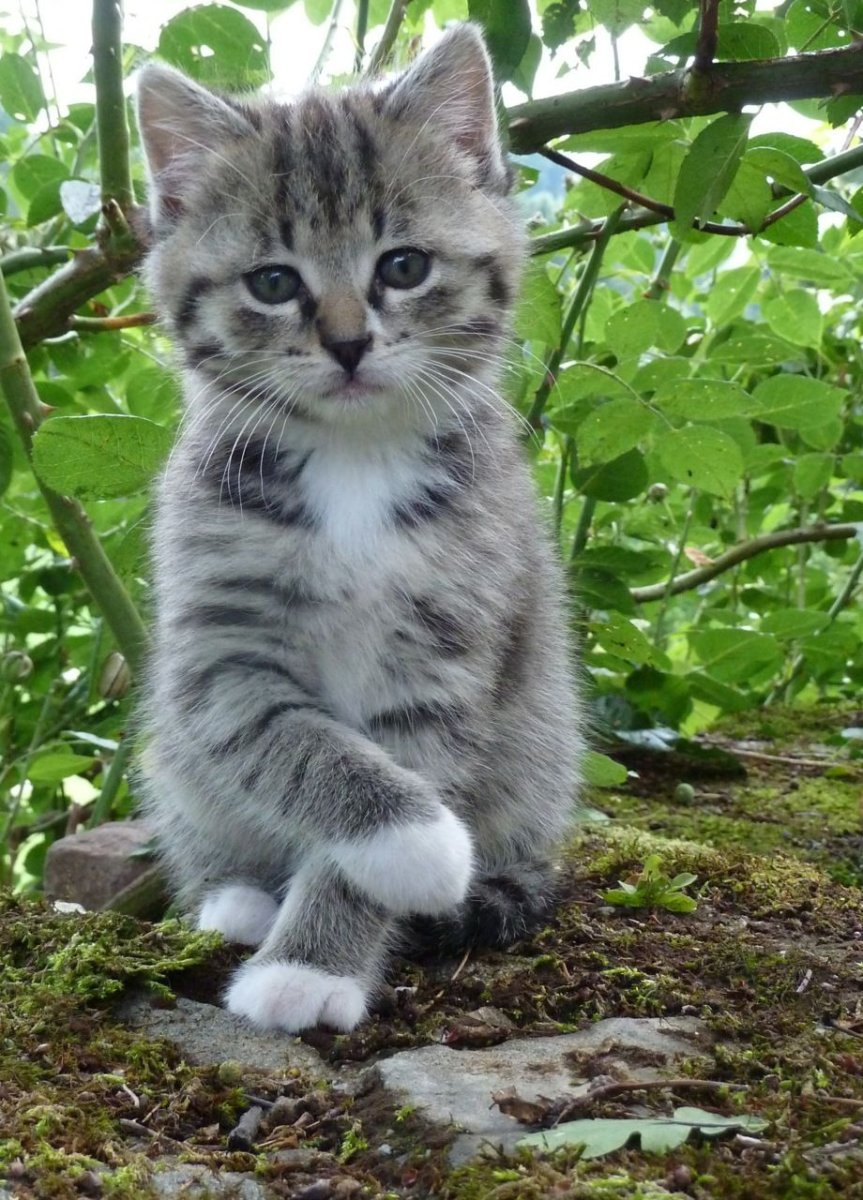 Разные котята