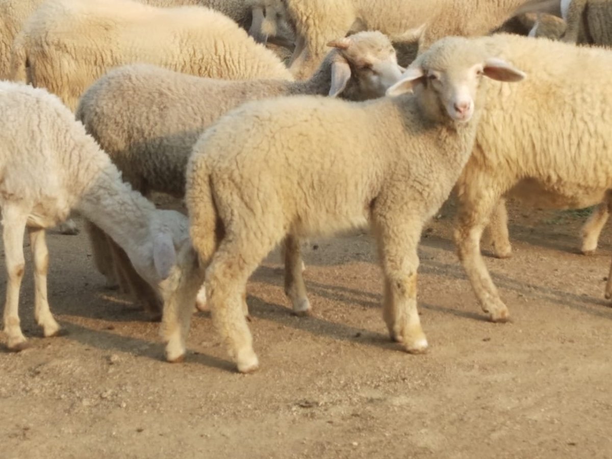 Асканийский Рамбулье