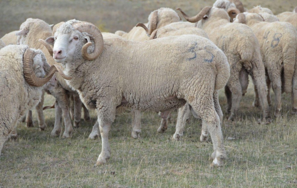 Латвийская темноголовая порода овец