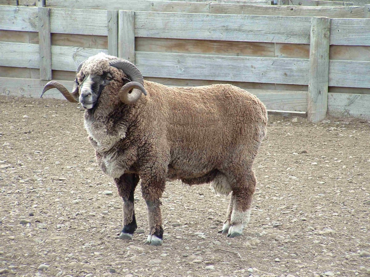 Прекос порода овец