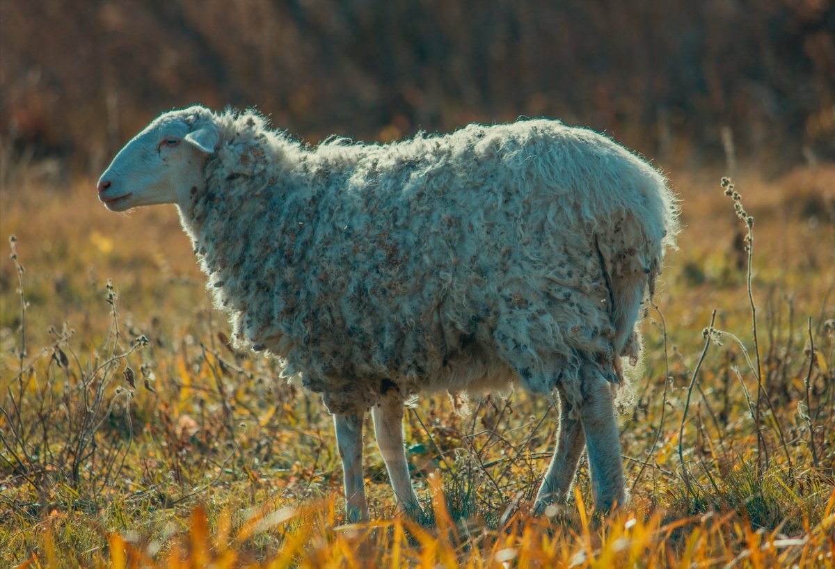 Баран гиссарской породы