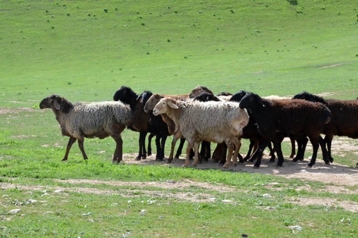 Лезгинская порода овец