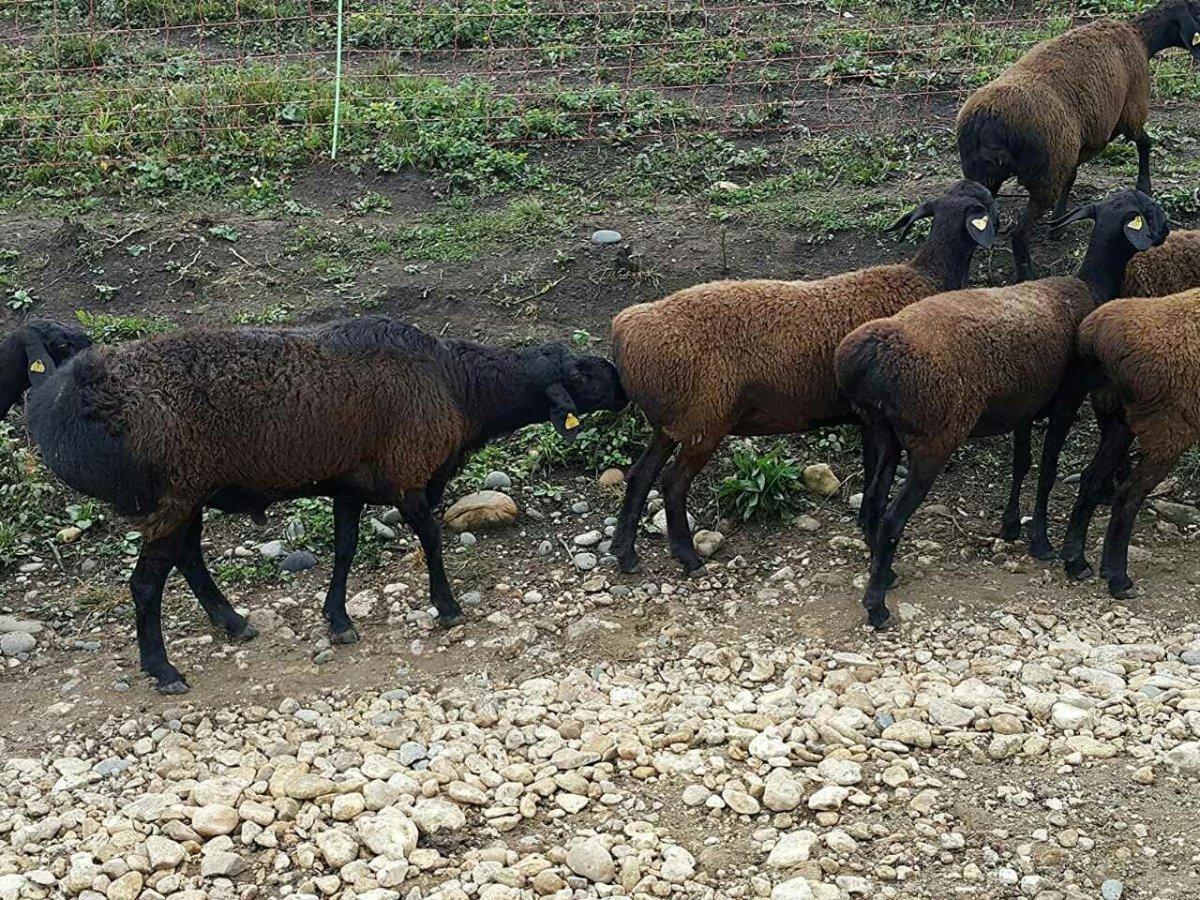 Каракульская порода овец Тонина шерсти