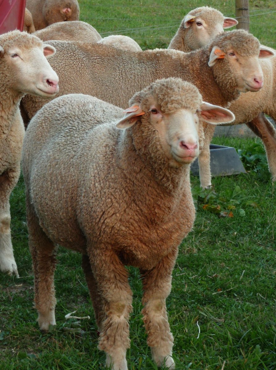 Порода овец Керли