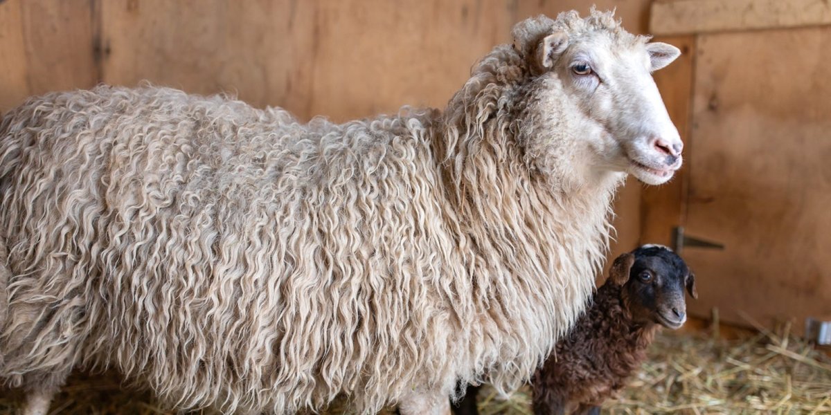 Катунская порода овец