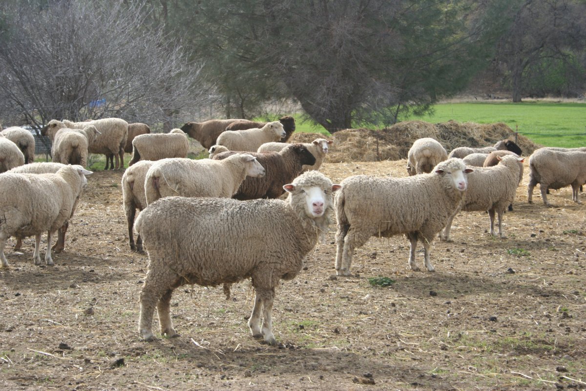 Алтайская тонкорунная порода овец