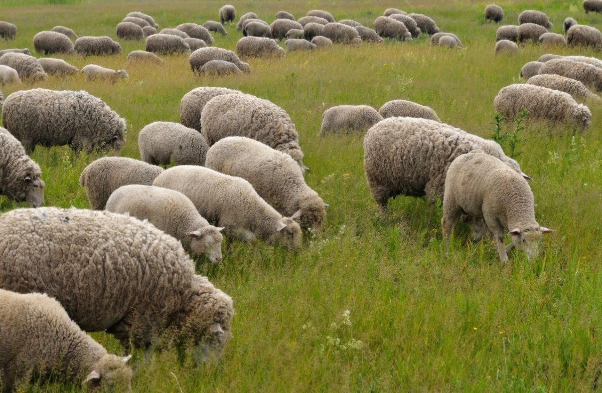 Овцы дорсетской породы