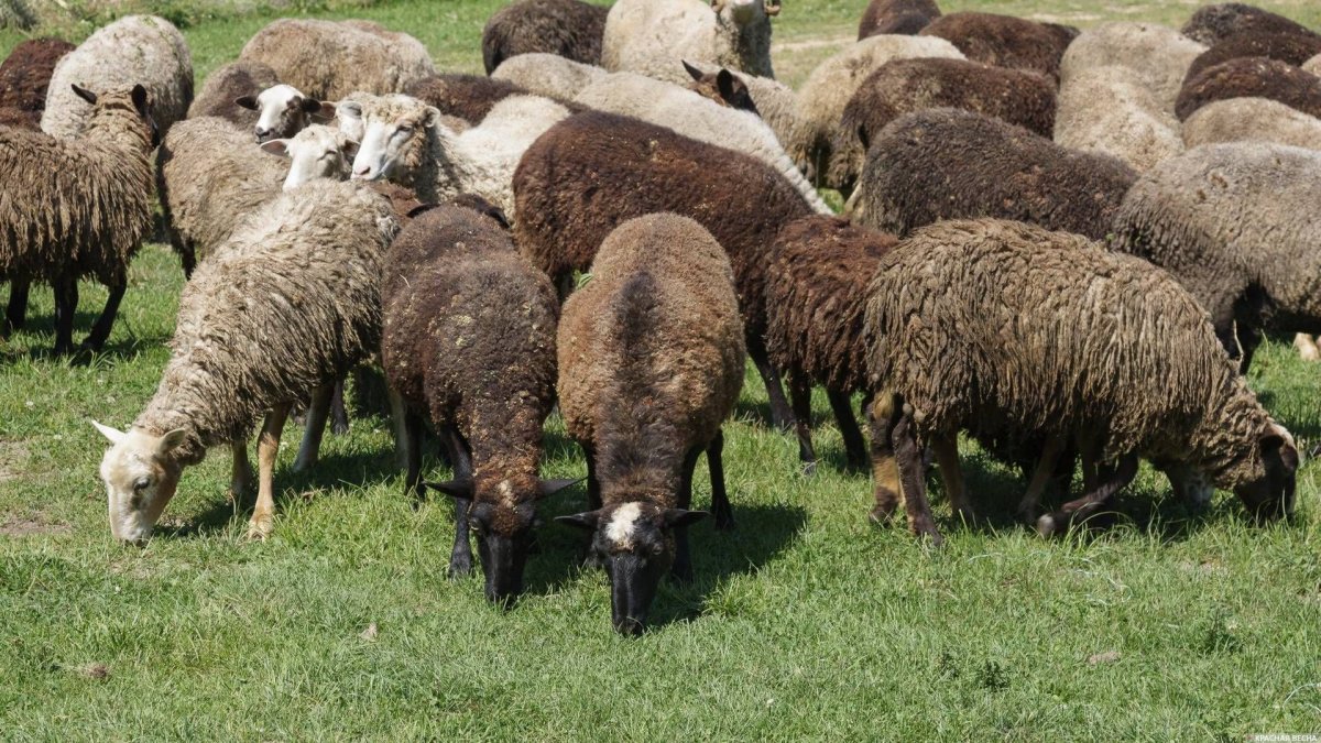 Азербайджанский горный меринос порода овец