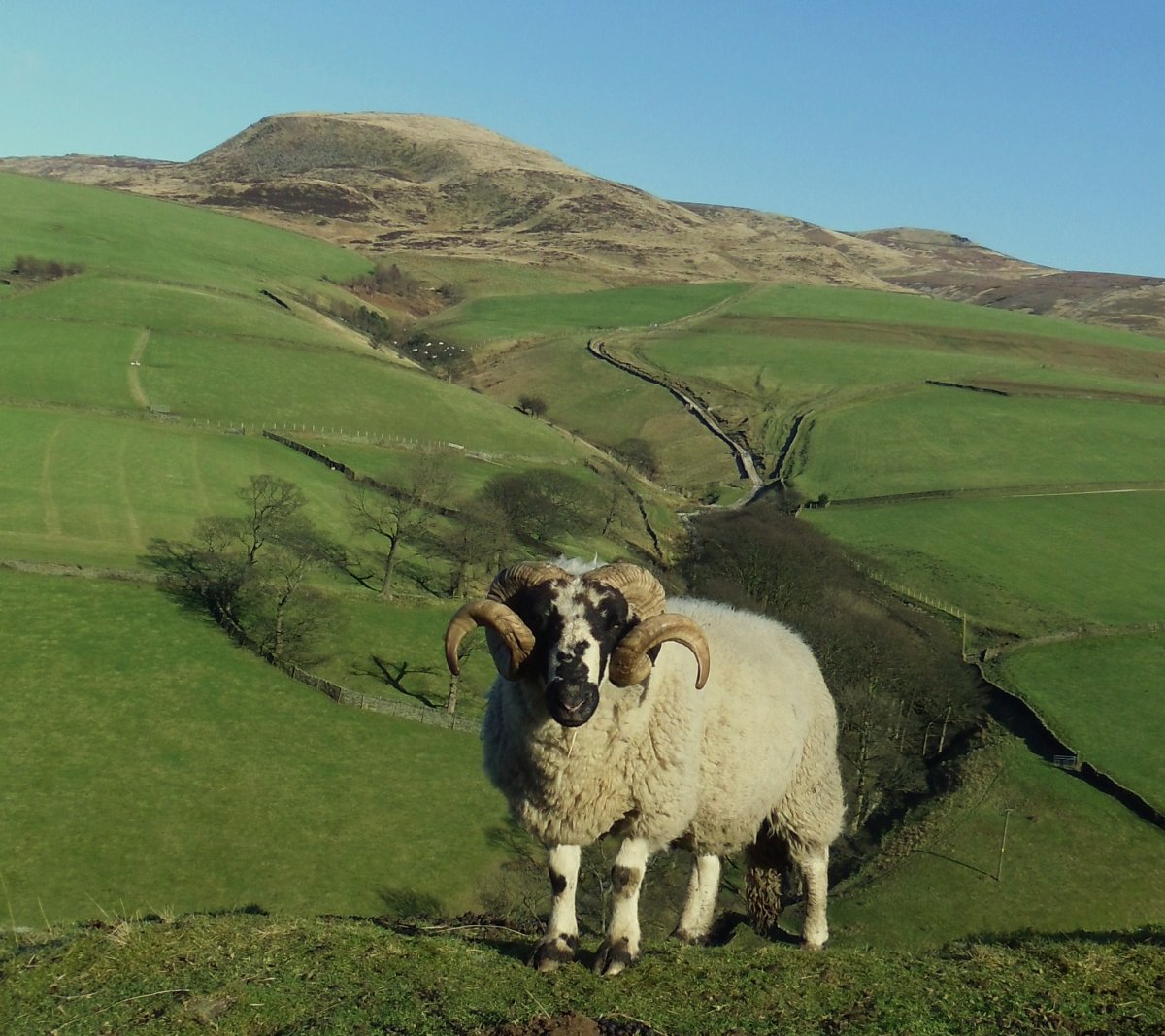 Гиссарская порода Баранов