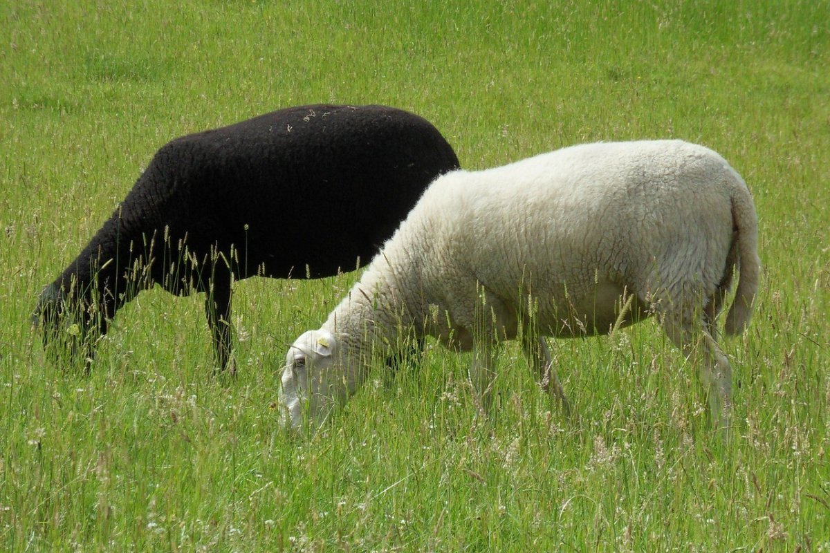 Альпийская черноносая овца