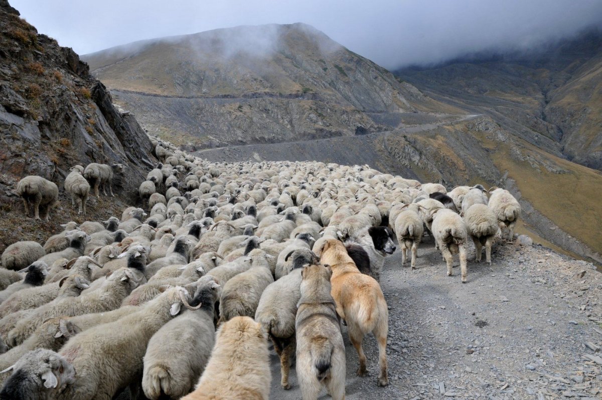 Апшеронская порода овец