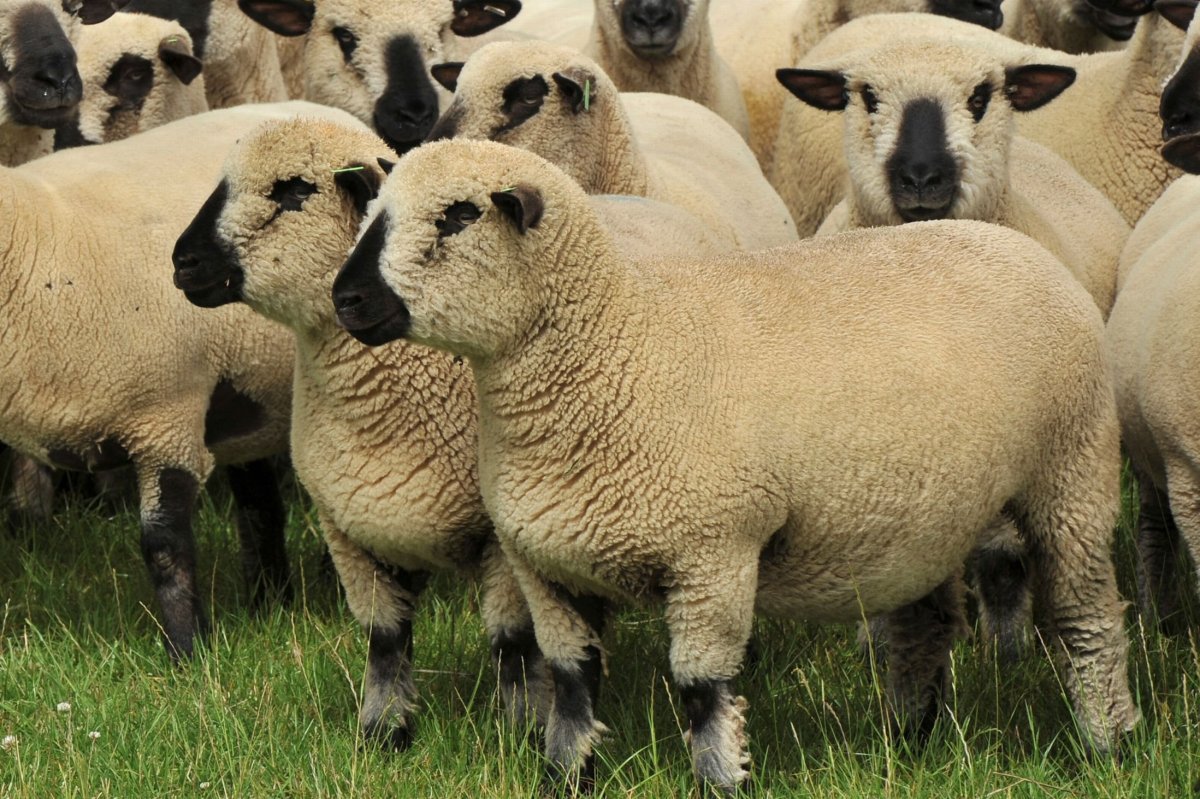 Овцы породы Суффолк