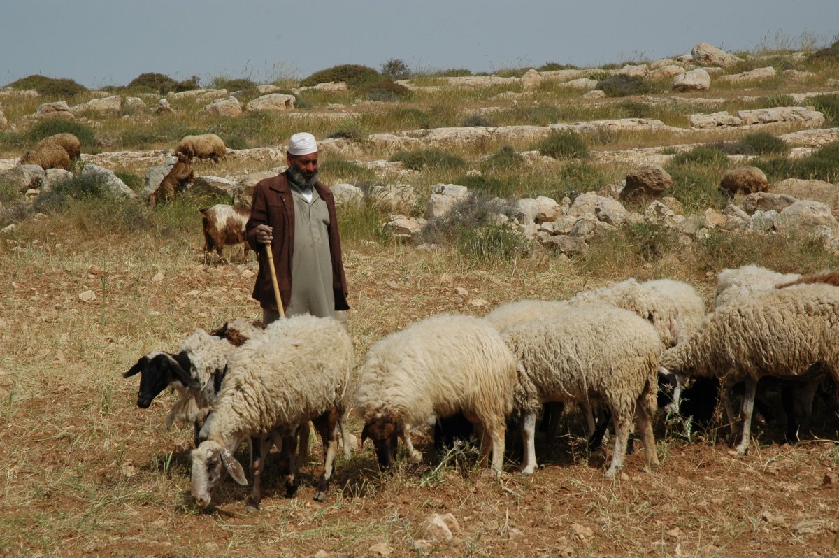 Горноалтайская порода овец