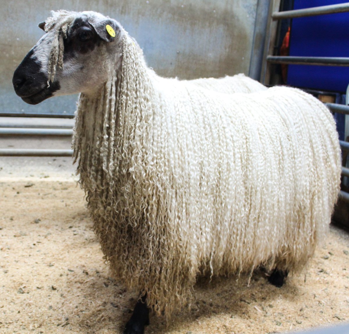 Эдильбаевская порода овец вес