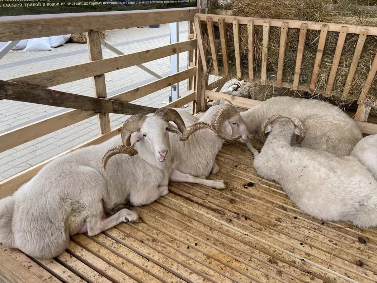Овцеводство в Дагестане