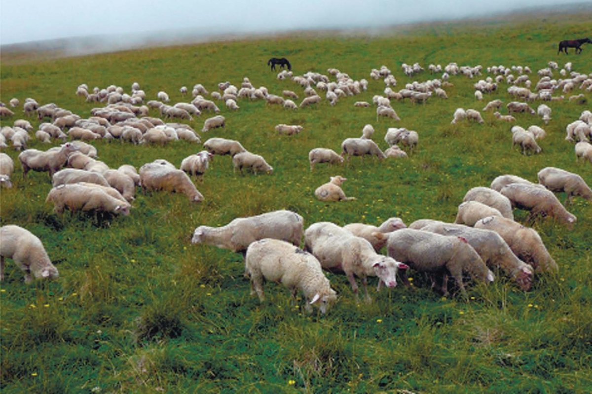 Тушинская порода овец