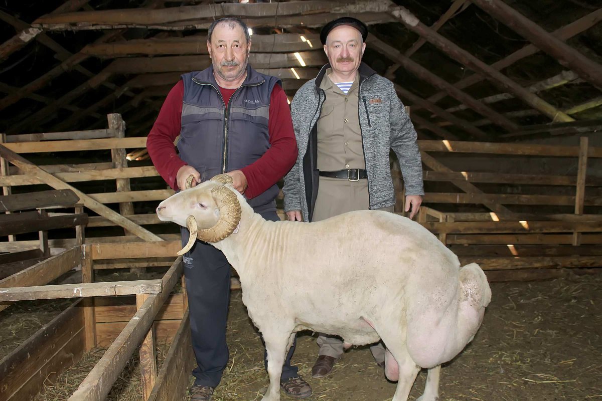 Каракулевая порода овец