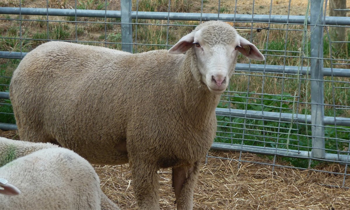 Порода овец Джура