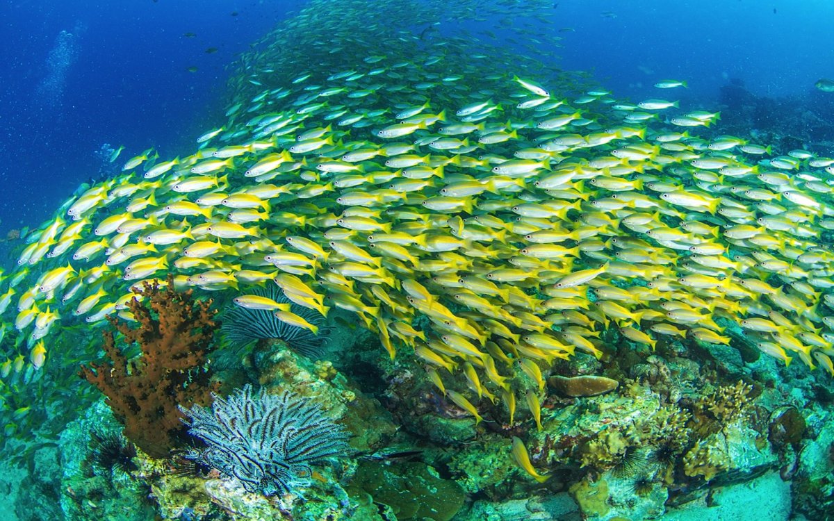 Водоросли Саргассы Тихого океана