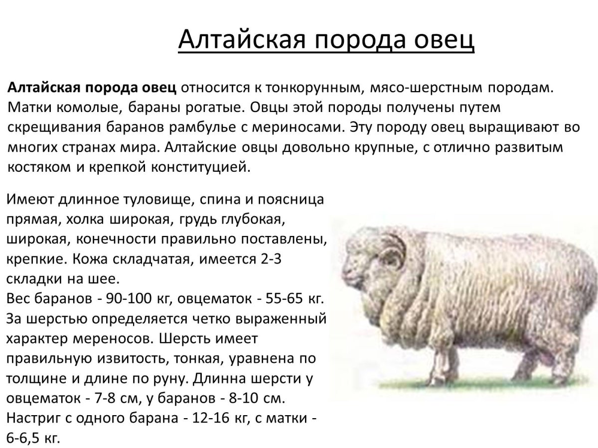 Романовская порода овец характеристика