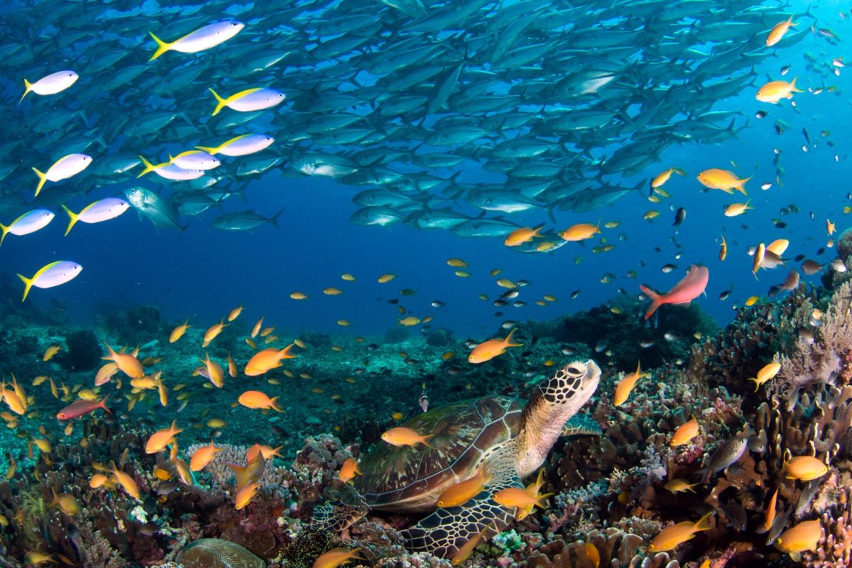 Коралловый риф снорклинг