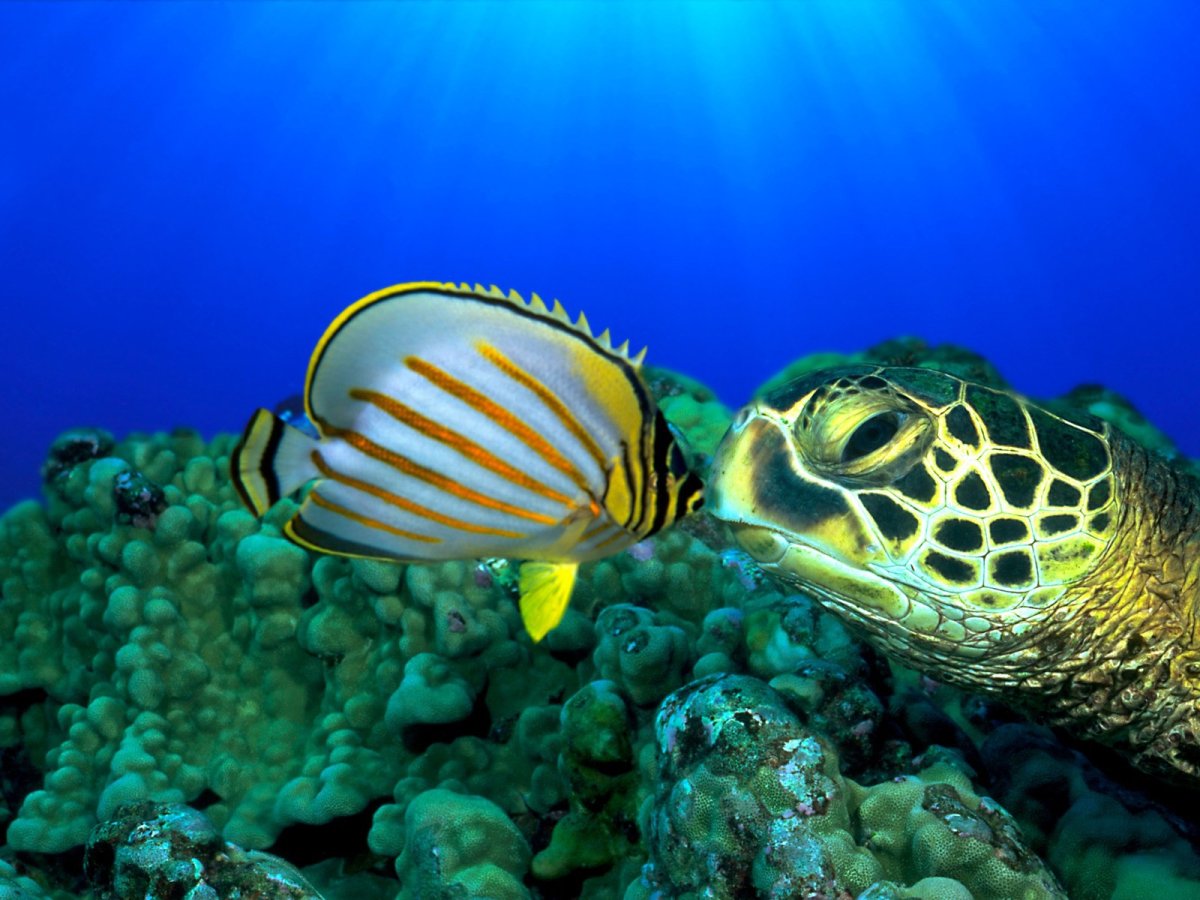 Морские обитатели океана