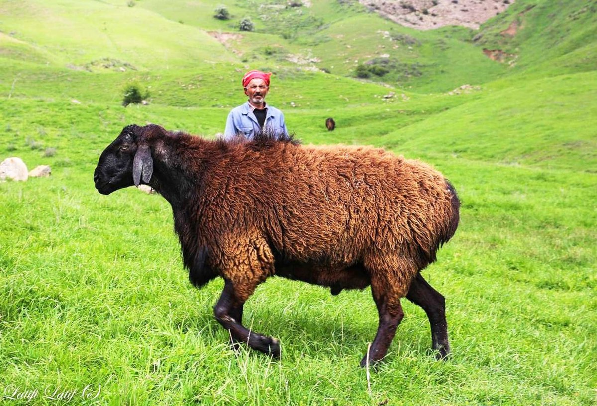 Порода Баранов Эдельбай