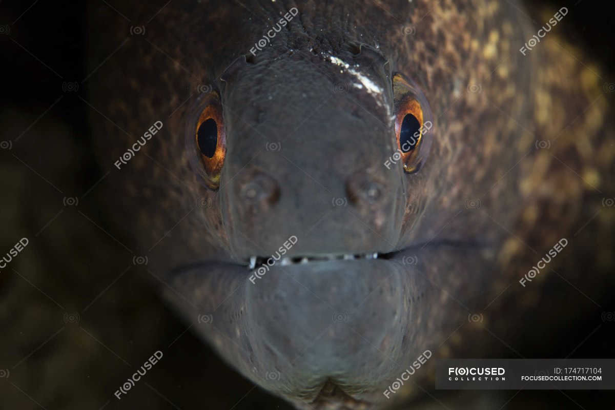 Гамбургский угорь