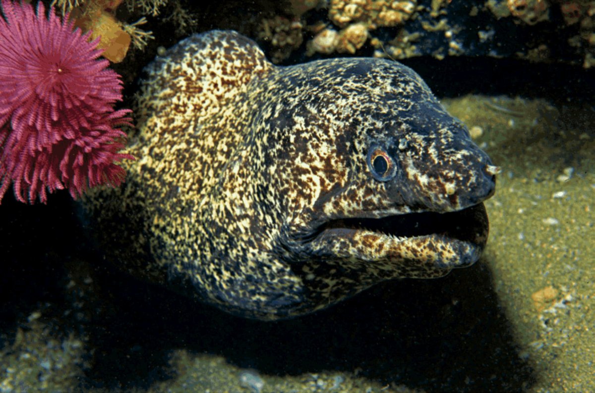 Мраморная мурена