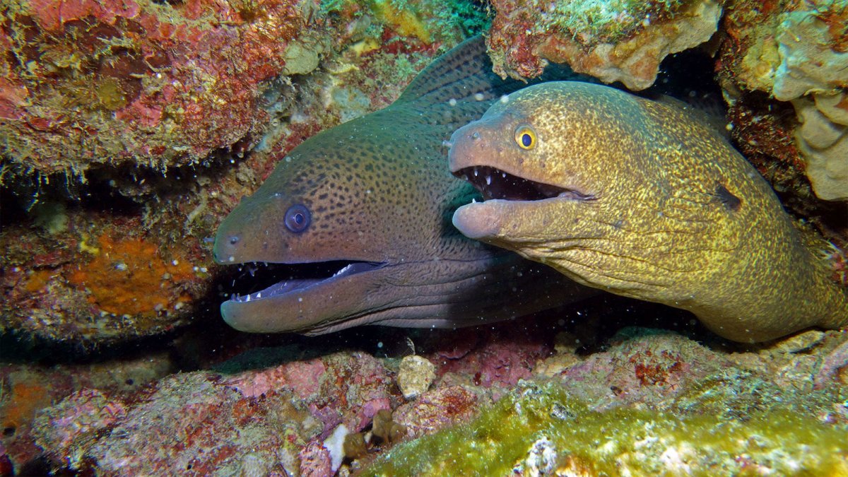 Европейская мурена