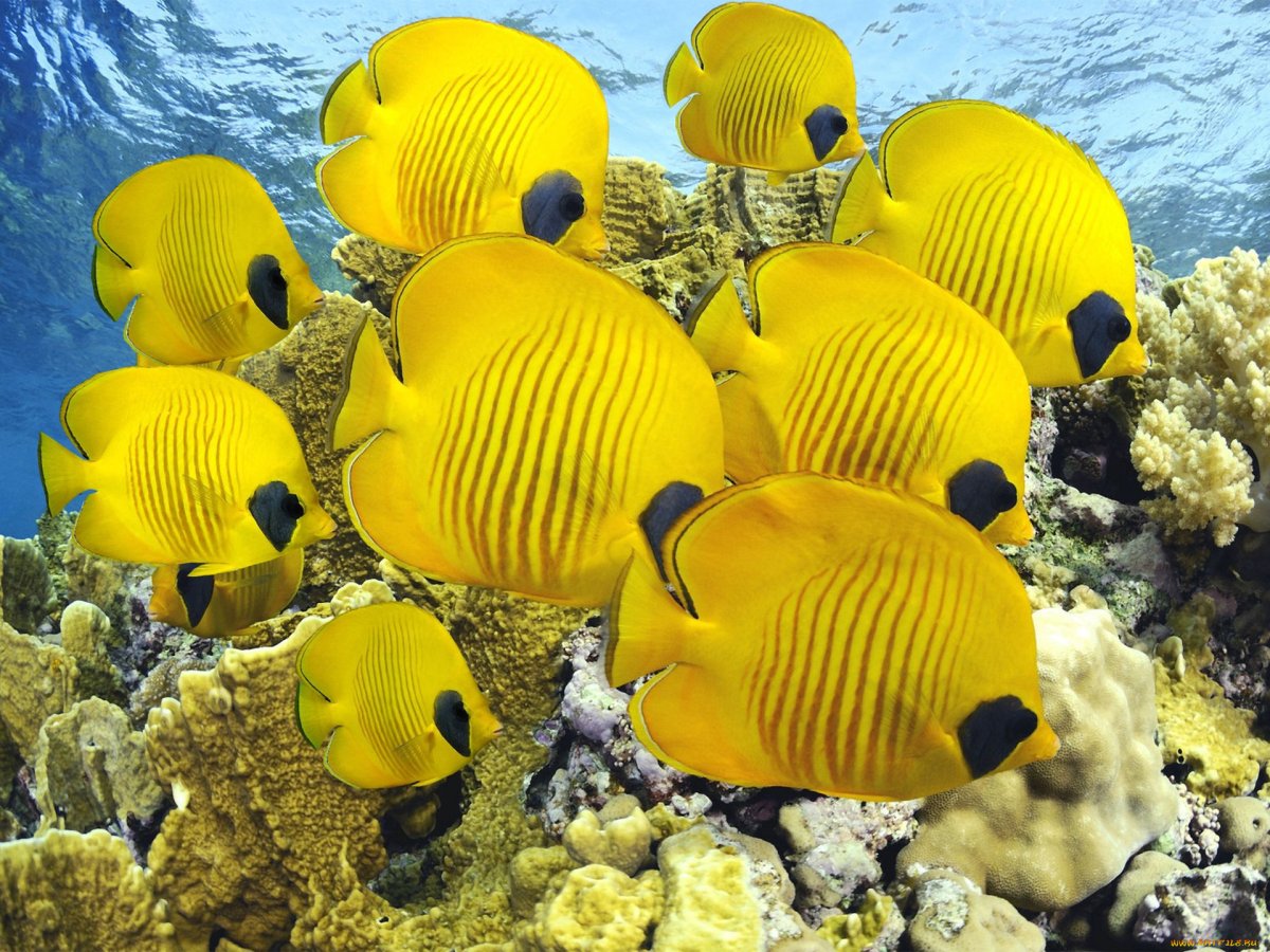 Подводный мир