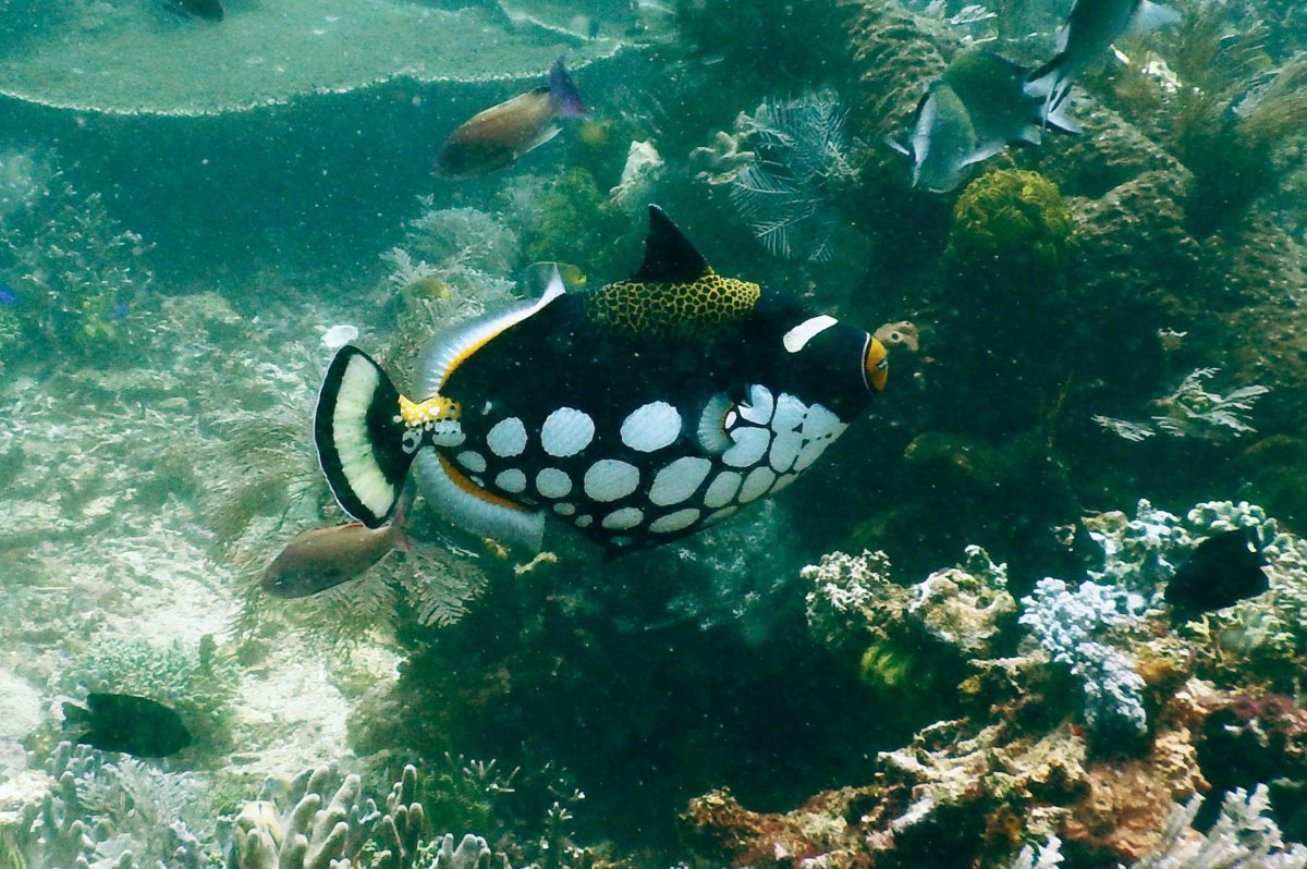 Животные Средиземноморья