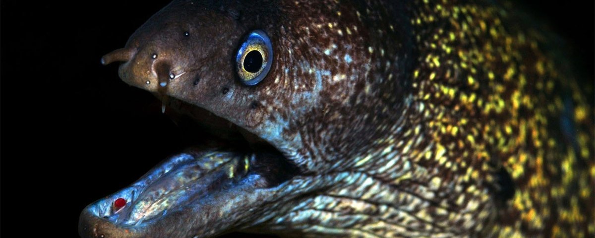 Мурена Хелена