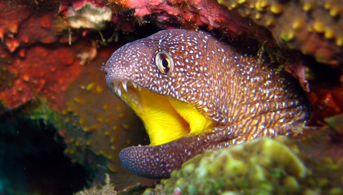 Мурена Комета рыба