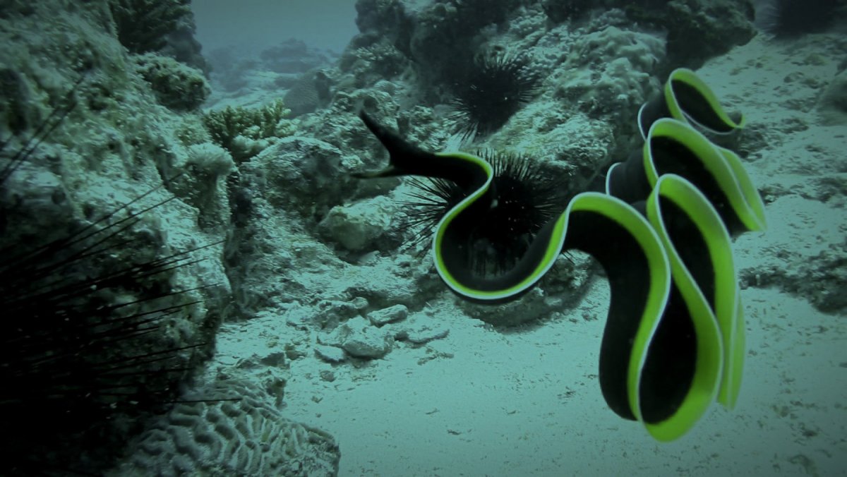 Мурена морская ленточная