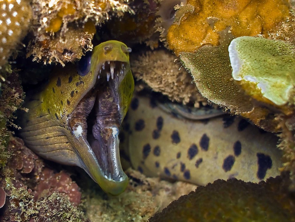 Moray eel