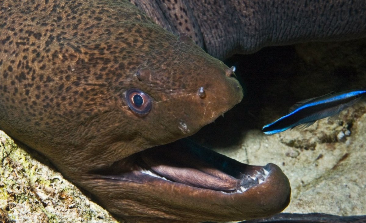 Мурена и угорь