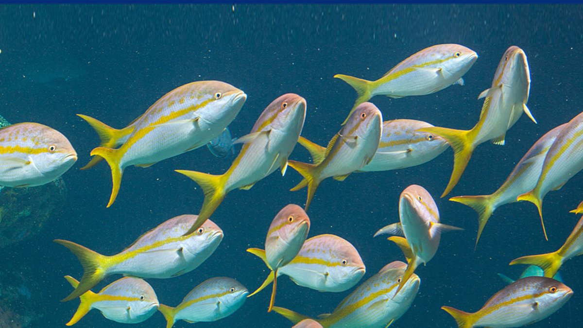 Плоская рыба Карибского моря