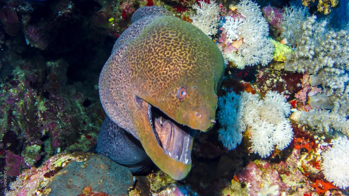 Мурена в Красном море