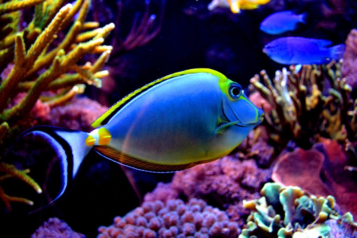 "Коралловый рай"