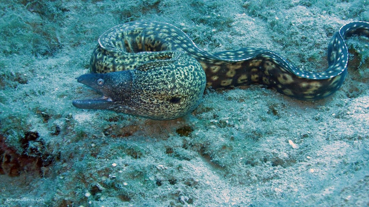 Морская змея мурена