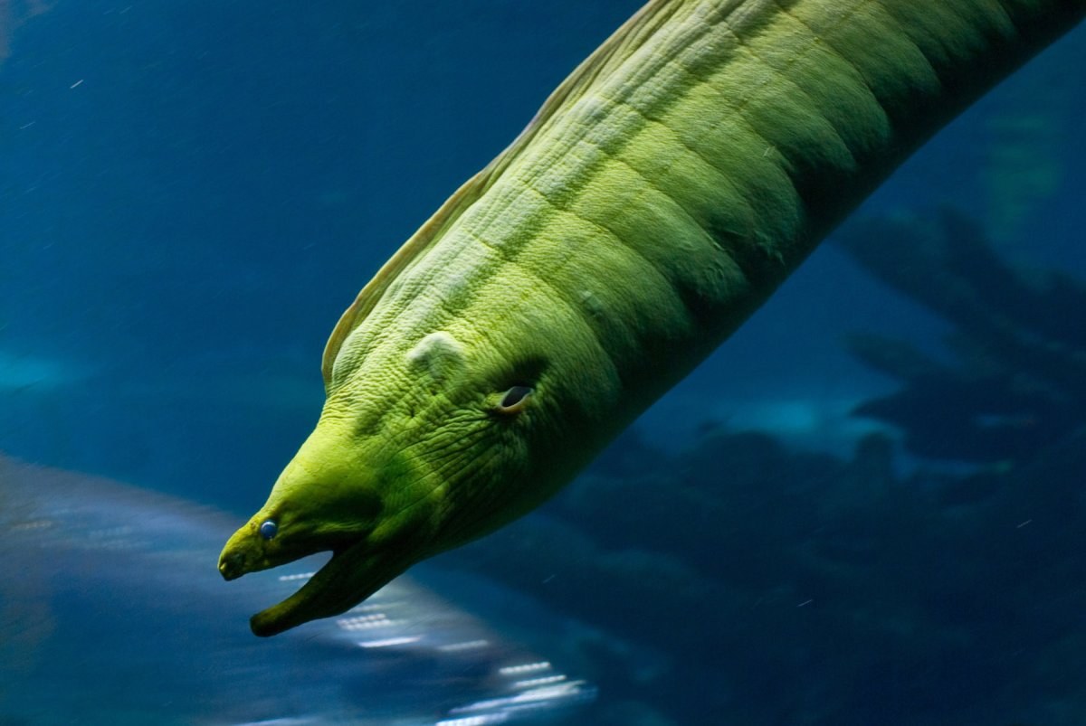 Гигантская мурена зеленая