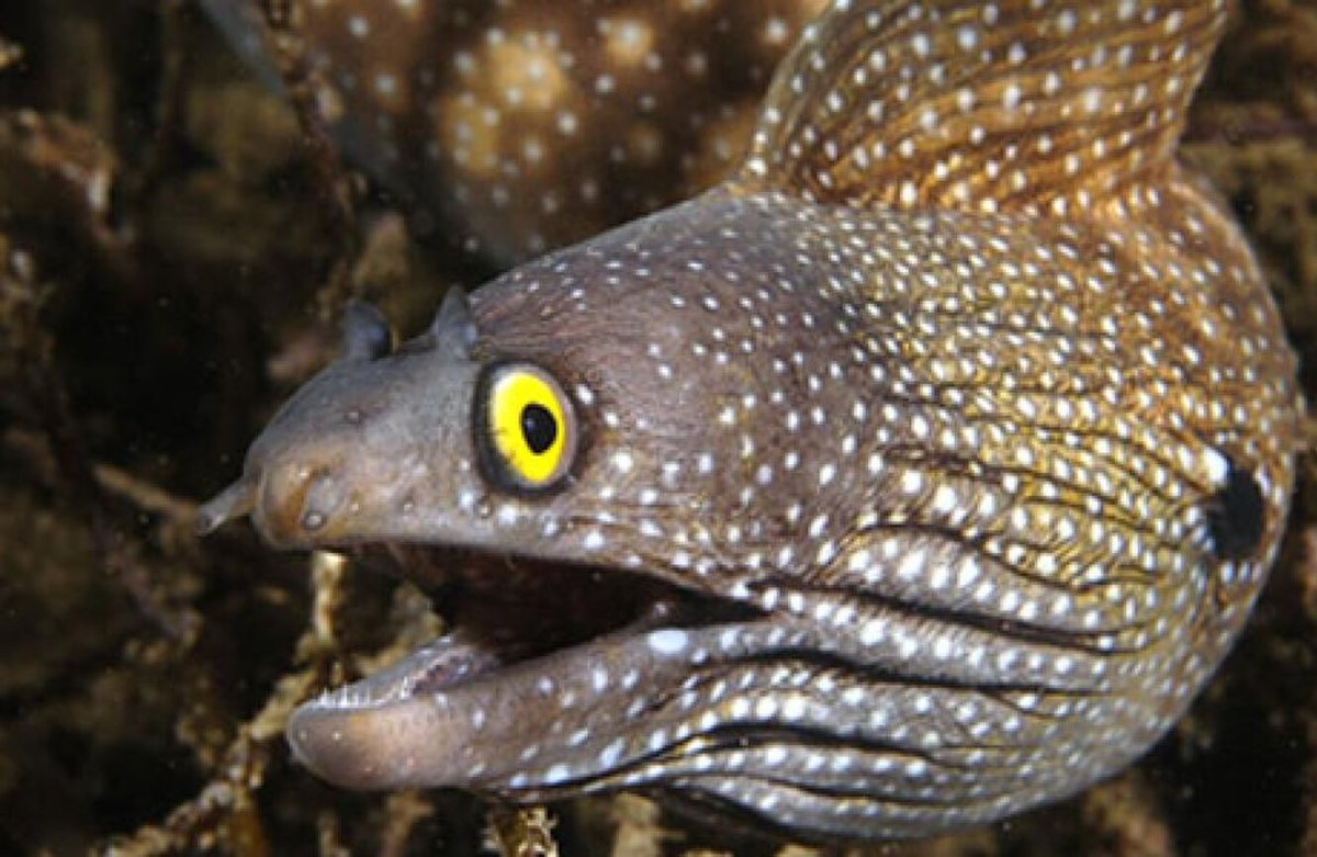 Голова рыбы угря