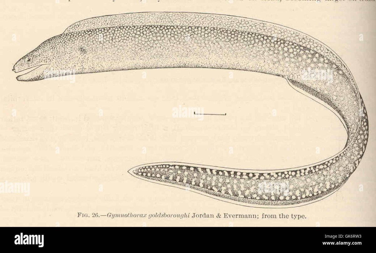 Мурена строение тела
