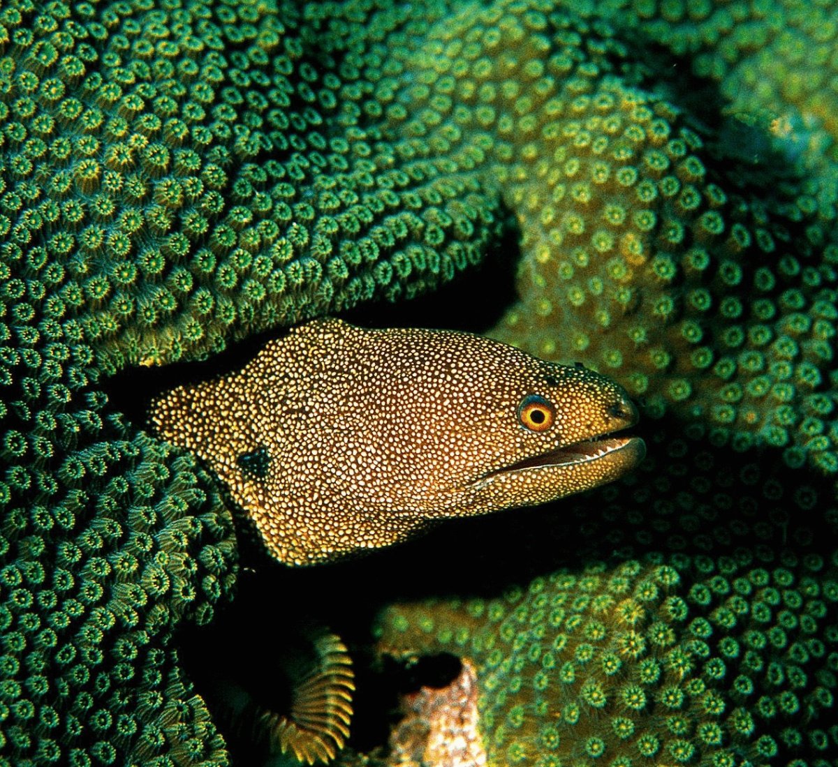 Мурена рыба