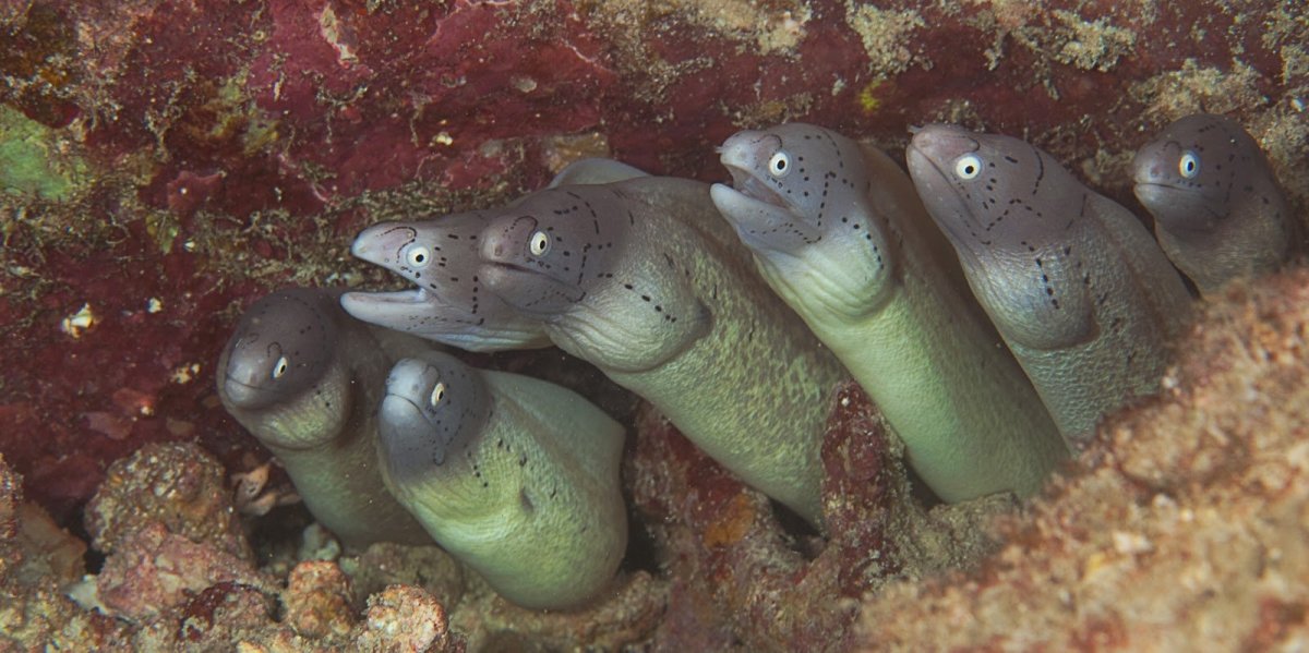 Сейшелы морские обитатели