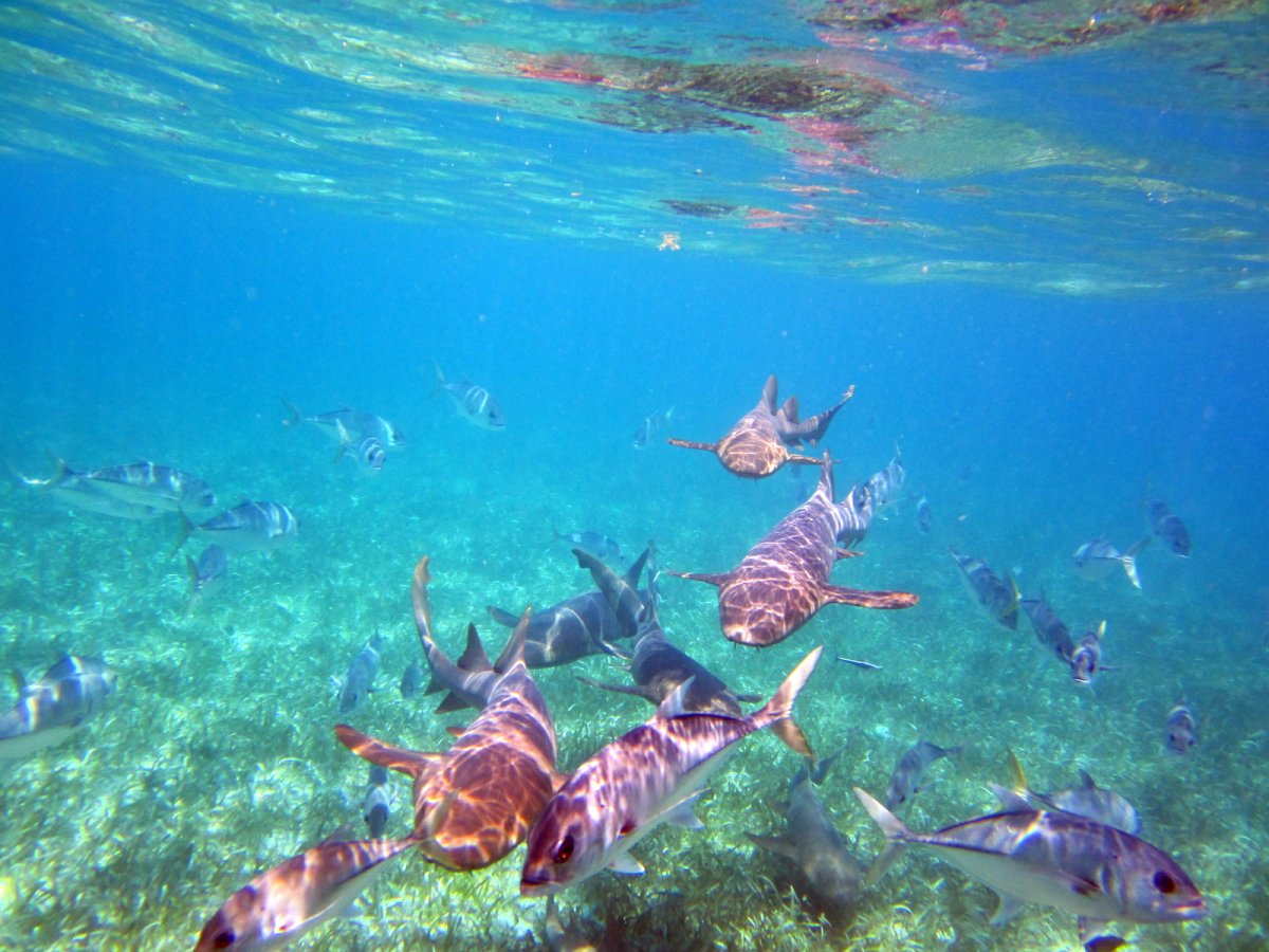 Рыбы Белиза