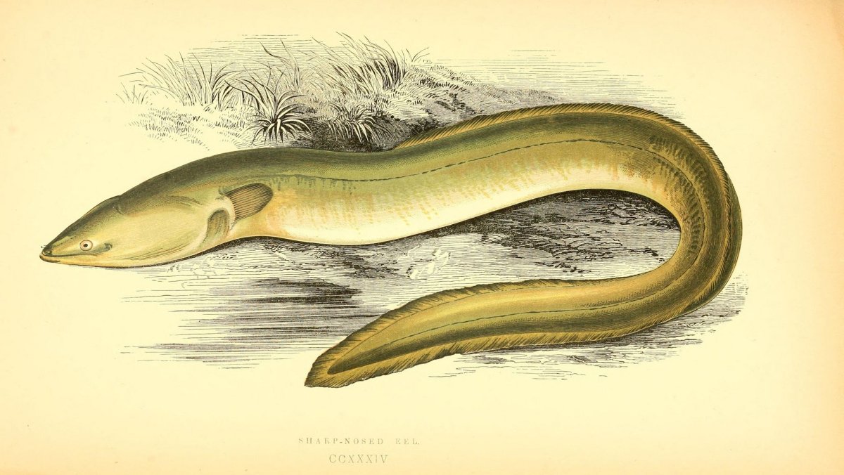 Малоплавниковый угорь