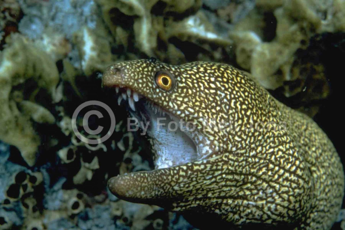 Мурены и морские угри