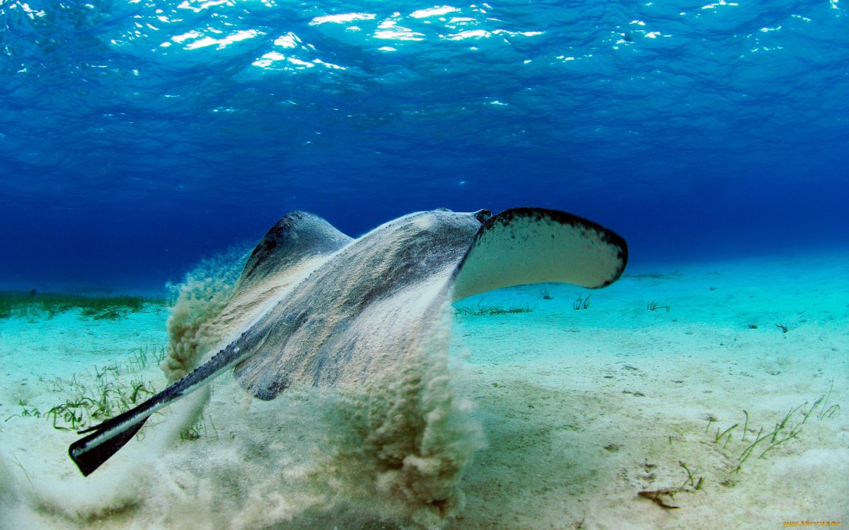 Скаты Карибского моря